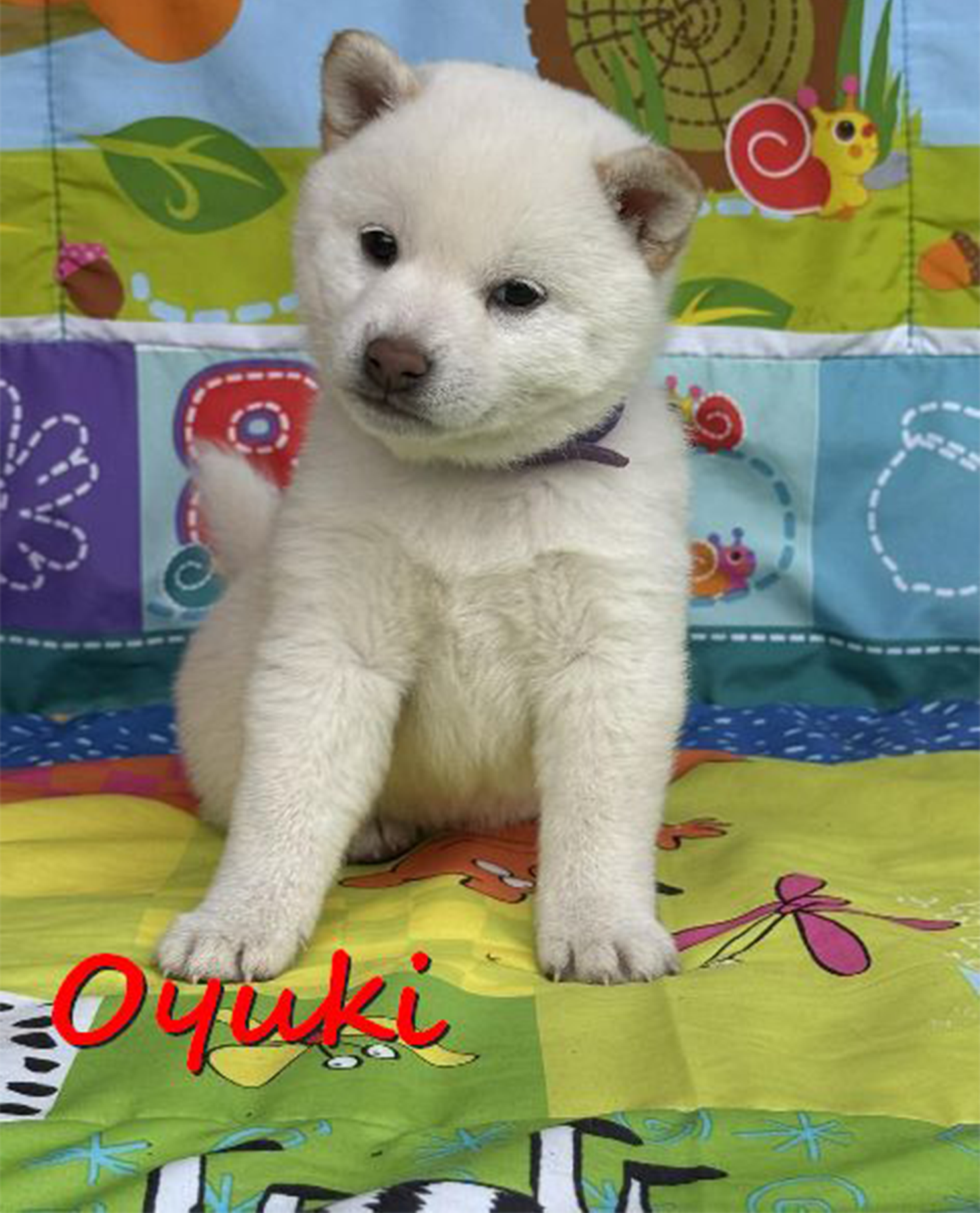 Oyuki