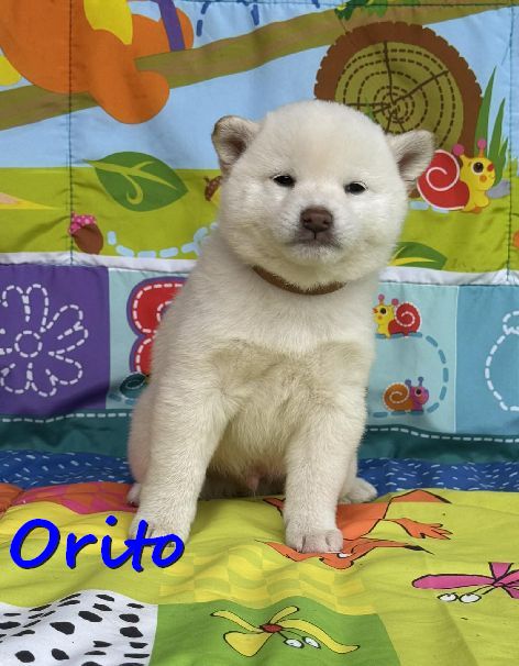 Orito