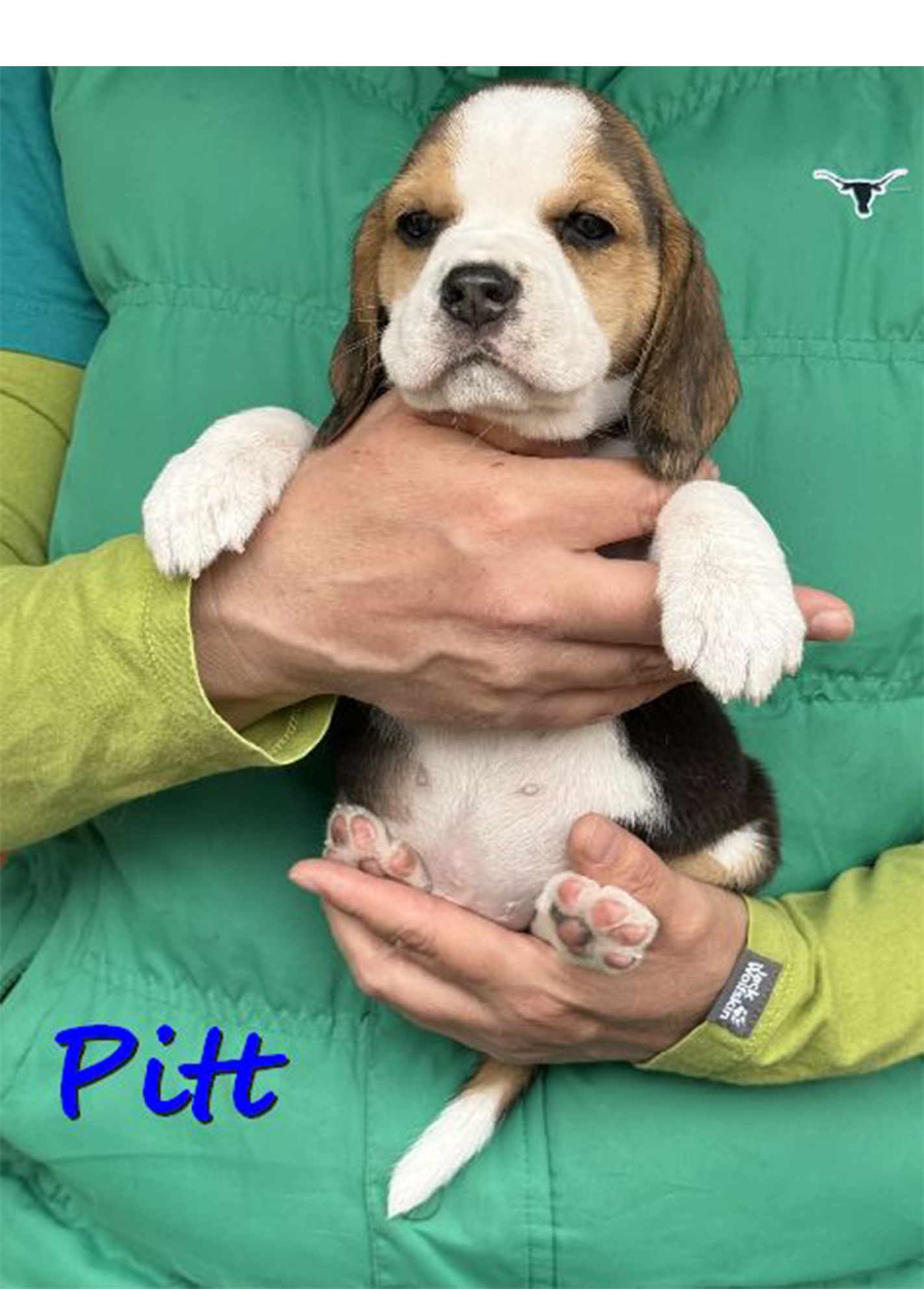 Pitt