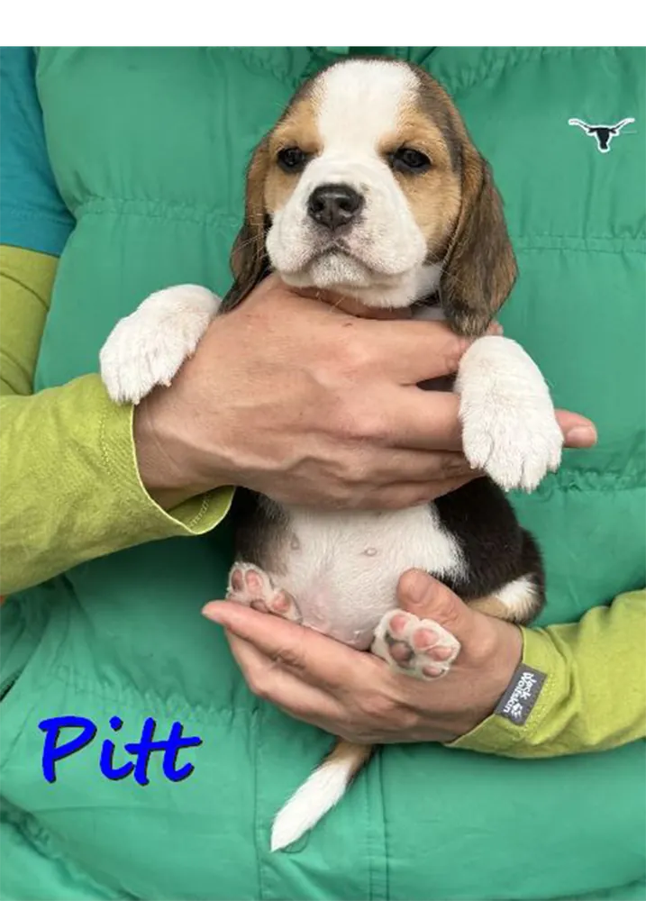 Pitt