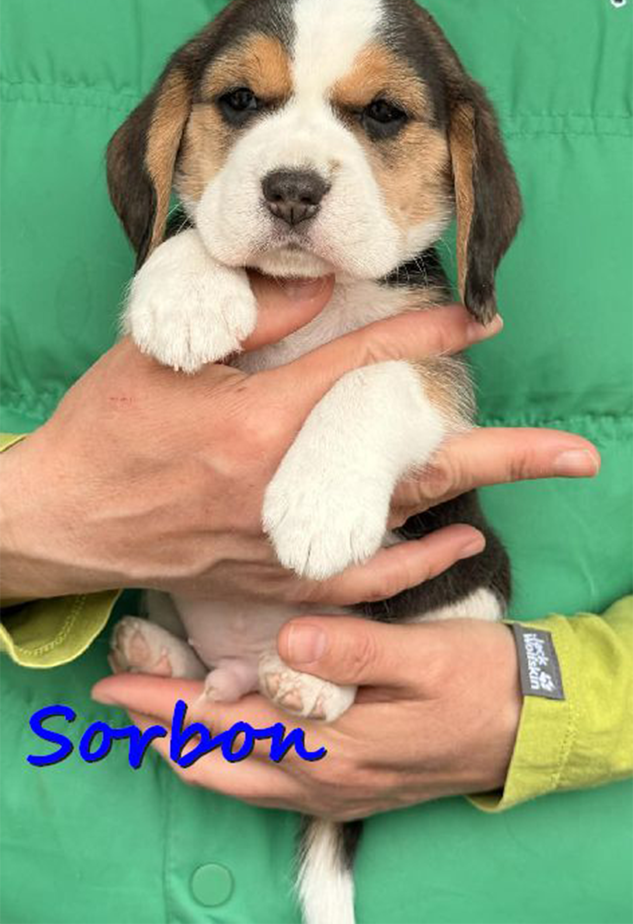 Sorbon