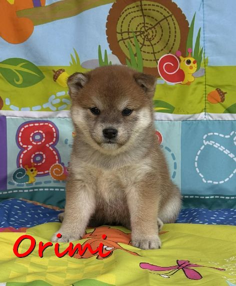 Orika