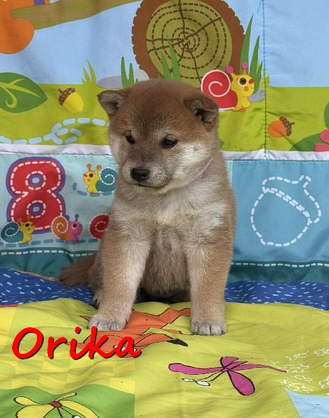 Orika