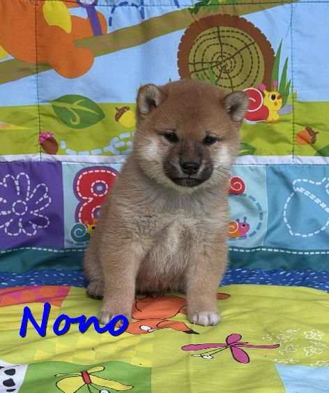 Nono