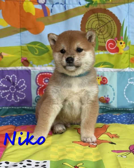 Niko