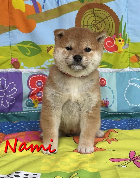 Nami