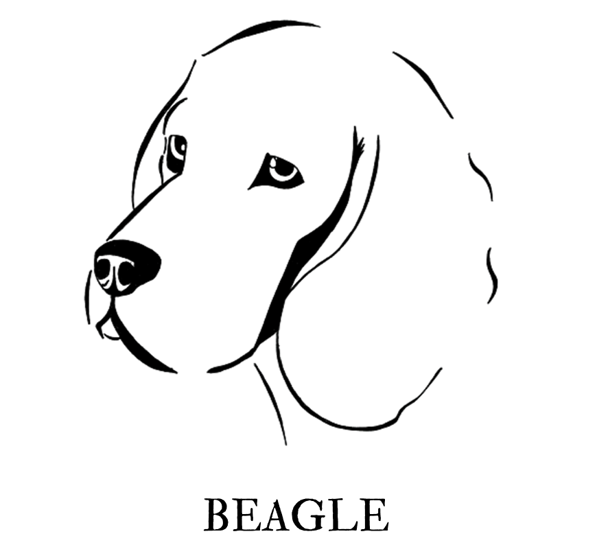 Beagle